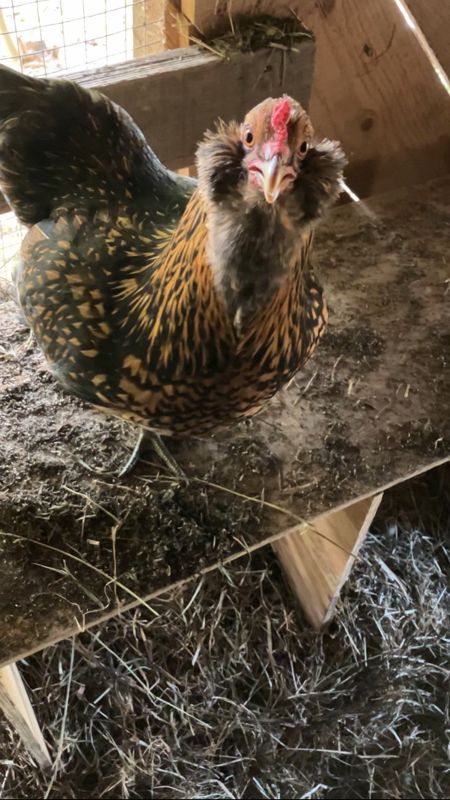 A chicken standing inside the coop