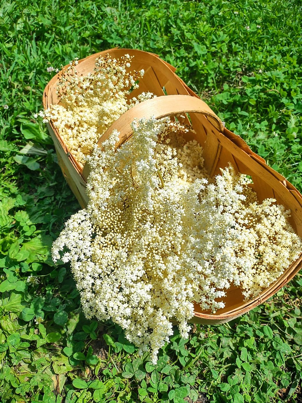 Basket of elderflowers on green grass